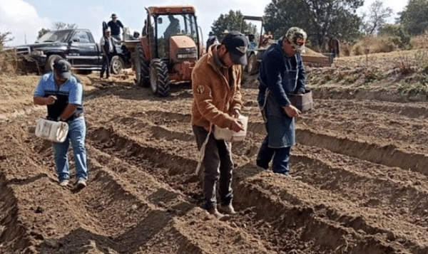 México: Impulsan SIA e Inifap la producción de papa en Tlaxcala con semillas mejoradas.