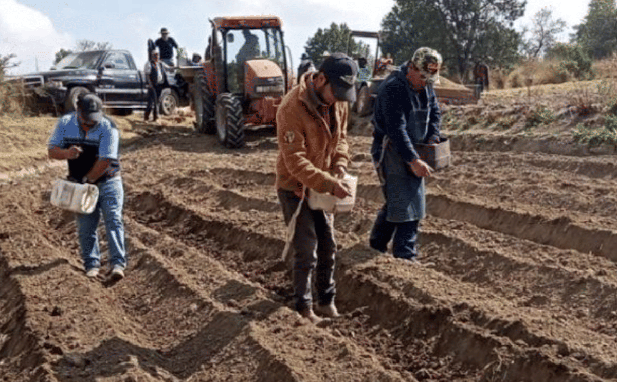 México: Impulsan SIA e Inifap la producción de papa en Tlaxcala con semillas mejoradas. México: Impulsan SIA e Inifap la producción de papa en Tlaxcala con semillas mejoradas.