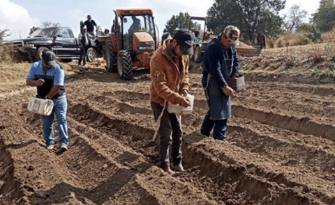 México: Impulsan SIA e Inifap la producción de papa en Tlaxcala con semillas mejoradas. México: Impulsan SIA e Inifap la producción de papa en Tlaxcala con semillas mejoradas.