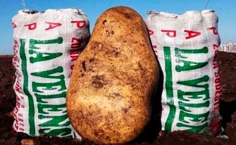 Ocurrió en la pequeña localidad del partido de Benito Juárez. La papa gigante fue más sorpendente por su tamaño que por su peso, ya que gran parte del ejemplar era hueco. (Cortesía: Todo Provincial) Ocurrió en la pequeña localidad del partido de Benito Juárez. La papa gigante fue más sorpendente por su tamaño que por su peso, ya que gran parte del ejemplar era hueco. (Cortesía: Todo Provincial)