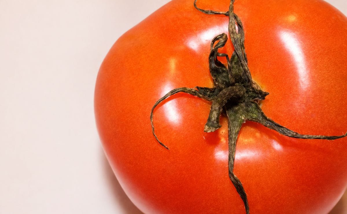 Tomatoes are pulled off menus and supermarket shelves over Salmonella fears