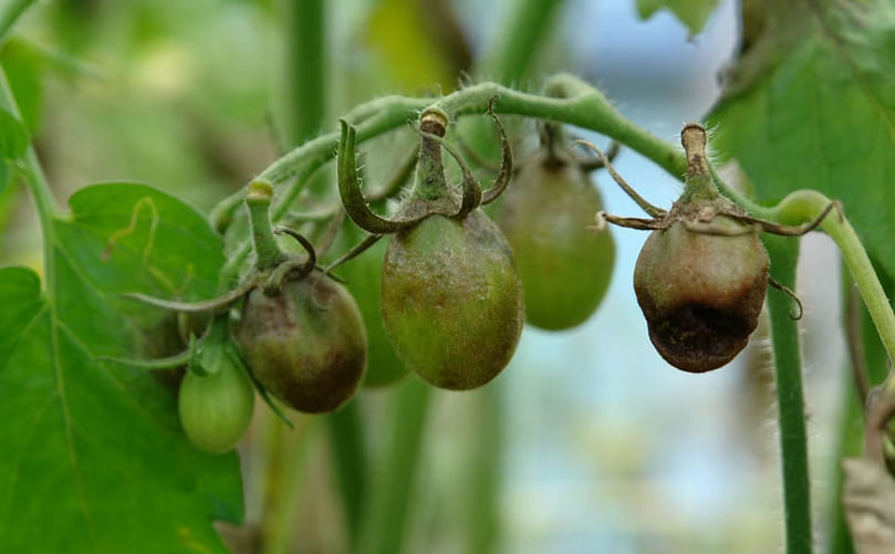 Late blight, pictured here, can ruin entire tomato crops and cause damage to potatoes. (Courtesy: CBC)