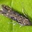 Tomato Tuber Moth