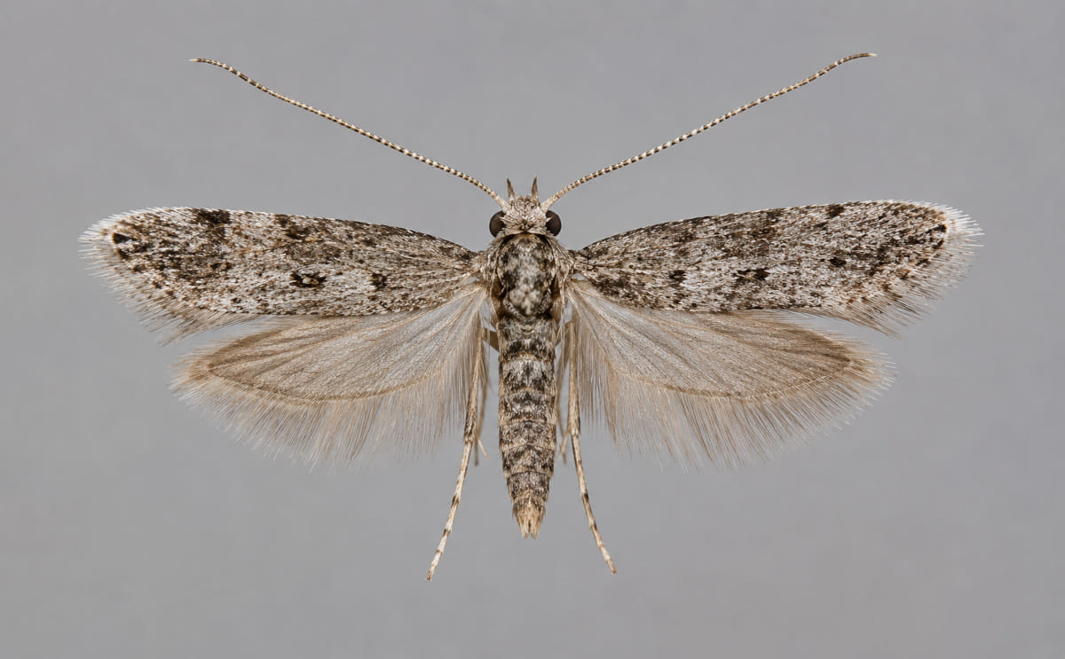 The Hidden Threat of Tomato Tuber Moth to Potato Growers