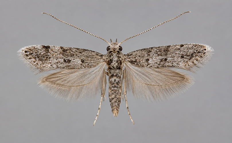 The Hidden Threat of Tomato Tuber Moth to Potato Growers The Hidden Threat of Tomato Tuber Moth to Potato Growers