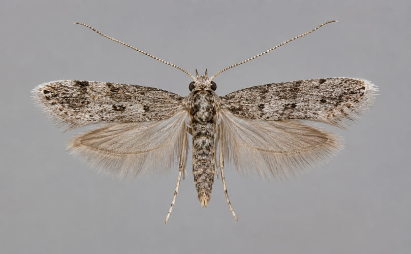 The Hidden Threat of Tomato Tuber Moth to Potato Growers