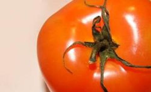 Tomatoes are pulled off menus and supermarket shelves over Salmonella fears Tomatoes are pulled off menus and supermarket shelves over Salmonella fears