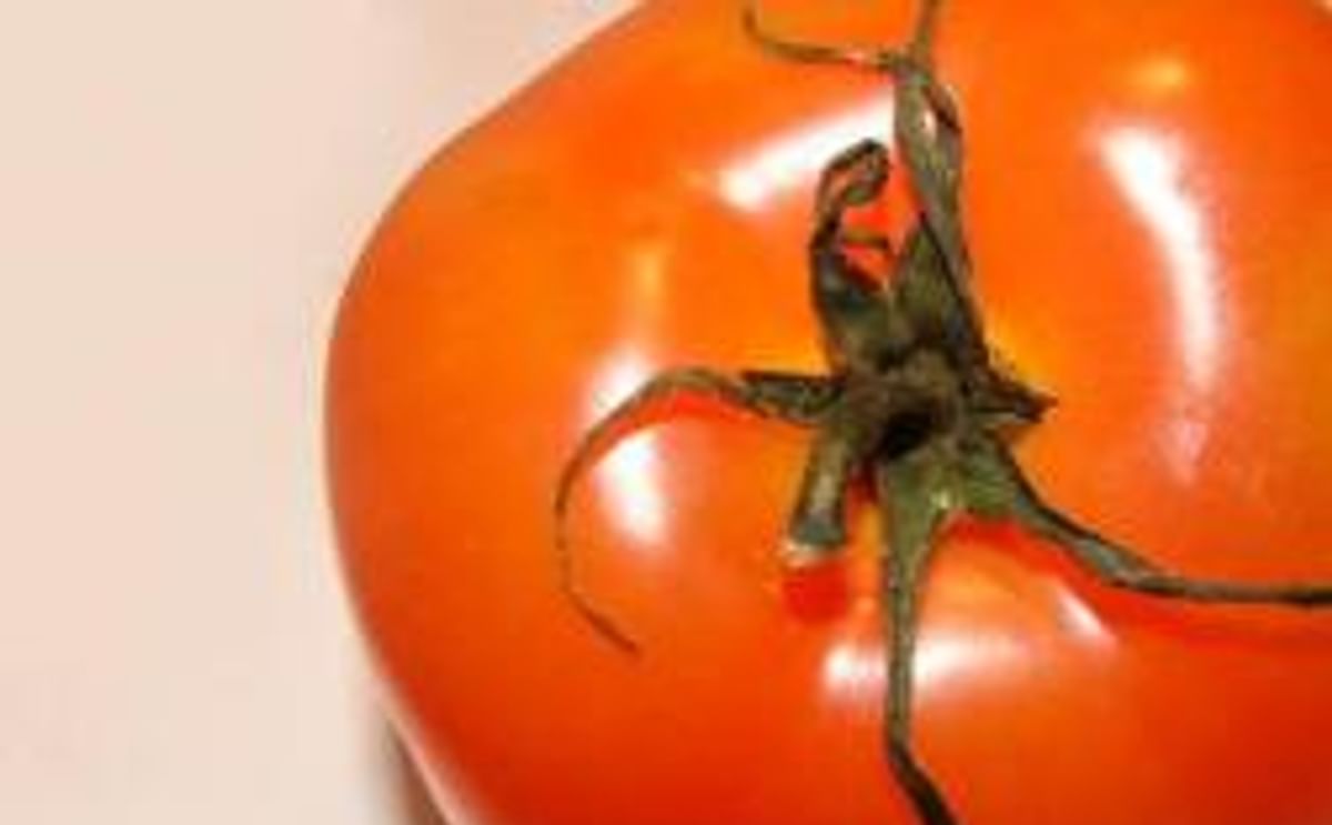 Tomato not the source of Salmonella? Tomato not the source of Salmonella?