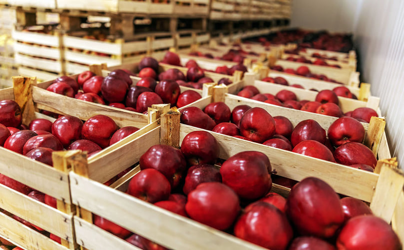 Las manzanas requieren un proceso de clasificación y calibrado preciso y consistente. Las manzanas requieren un proceso de clasificación y calibrado preciso y consistente.