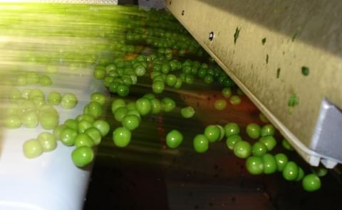 TOMRA sorting unit sorting peas in flight TOMRA sorting unit sorting peas in flight