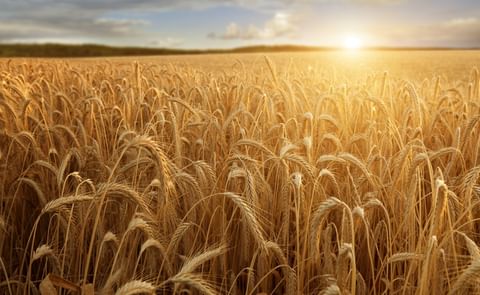 The global population has been expanding rapidly for many years, standing at around 7.3 billion in 2016. This brings with it a number of challenges around global sustainability, including the need for more food. The global population has been expanding rapidly for many years, standing at around 7.3 billion in 2016. This brings with it a number of challenges around global sustainability, including the need for more food.