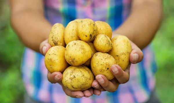 Getting to the Root of Food Safety in the Potato Industry