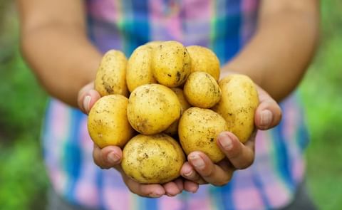 As the demand for food continues to rise in line with a growing global population, optical sorting is no longer seen as ‘optional’ but, rather, as the industry benchmark for maintaining operational efficiency, product quality and food safety. As the demand for food continues to rise in line with a growing global population, optical sorting is no longer seen as ‘optional’ but, rather, as the industry benchmark for maintaining operational efficiency, product quality and food safety.