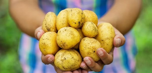 Getting to the Root of Food Safety in the Potato Industry