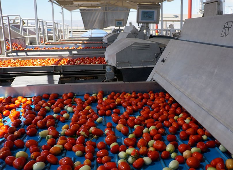Sorting Tomatoes Sorting Tomatoes