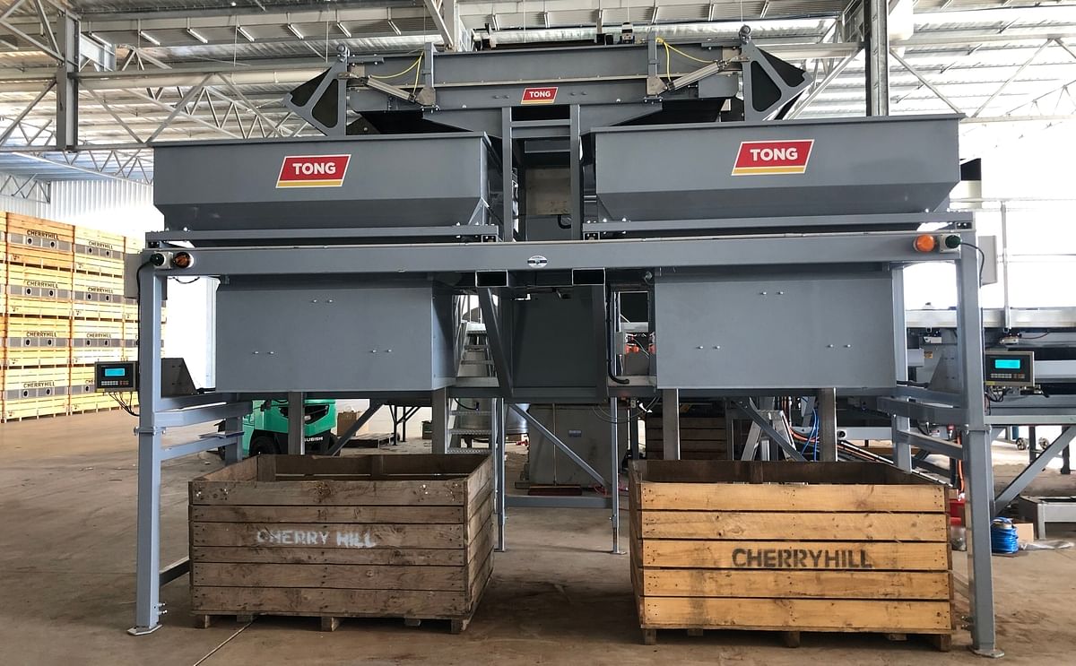 Tong's new high capacity twin-head box filler at seed potato processor Cherry Hill Coolstores, based in Tasmania.