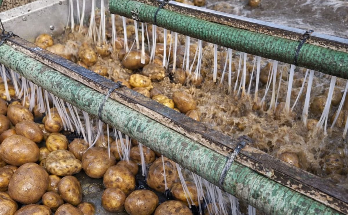 Tong Peal EasyClean HydroSep easily separates debris and stones from the crop Tong Peal EasyClean HydroSep easily separates debris and stones from the crop