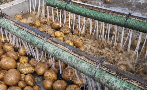 Tong Peal EasyClean HydroSep easily separates debris and stones from the crop Tong Peal EasyClean HydroSep easily separates debris and stones from the crop