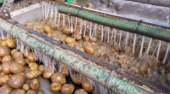 Tong Peal EasyClean HydroSep easily separates debris and stones from the crop