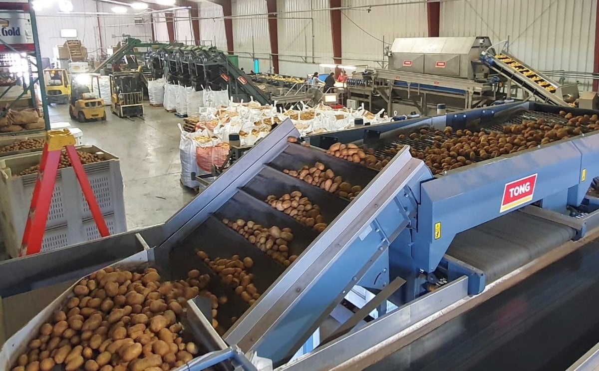US potato packer Skone & Connors installs Tong grading and washing equipment US potato packer Skone & Connors installs Tong grading and washing equipment