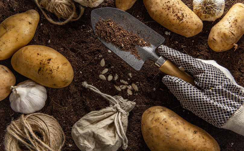 Sustainable Farming Practices Driving Potato Productivity Cover crops and potatoes: How effective are they?