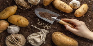 Potatoes for home garden Potatoes for home garden
