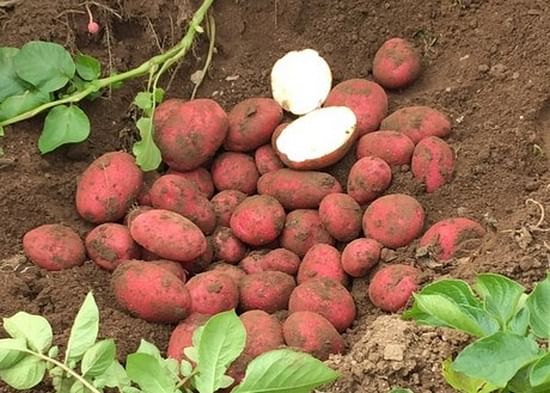 The early Potato variety Tornado has red skin and white flesh.