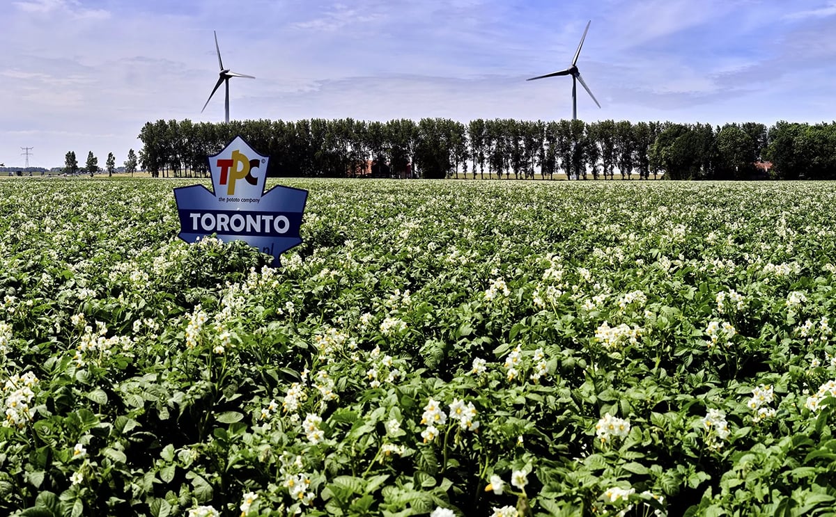 Potato cooperative Agrico to acquire The Potato Company (TPC) to expand its acreage and sales channels Potato cooperative Agrico to acquire The Potato Company (TPC) to expand its acreage and sales channels