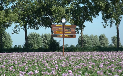 TPC heeft inmiddels een aantal zeer mooie en resistente rassen in haar pakket, zoals Montreal, Toronto, Monte Carlo en nu ook Paris. TPC heeft inmiddels een aantal zeer mooie en resistente rassen in haar pakket, zoals Montreal, Toronto, Monte Carlo en nu ook Paris.