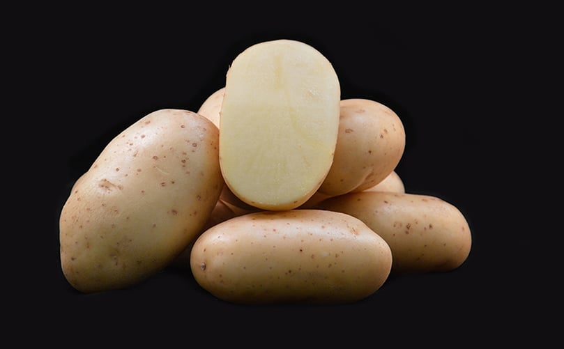 TPC potato variety with multiple resistances suitable for french fries: Toronto