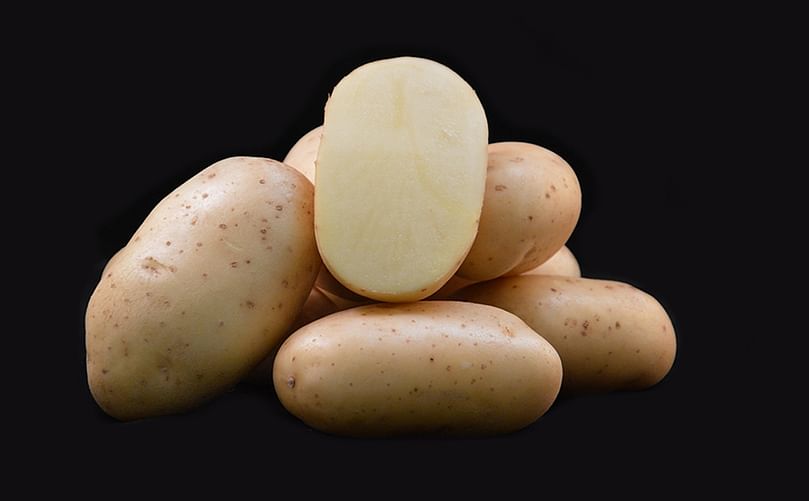 Een TPC aardappelras met verschillende resistenties geschikt voor frites: Toronto Een TPC aardappelras met verschillende resistenties geschikt voor frites: Toronto
