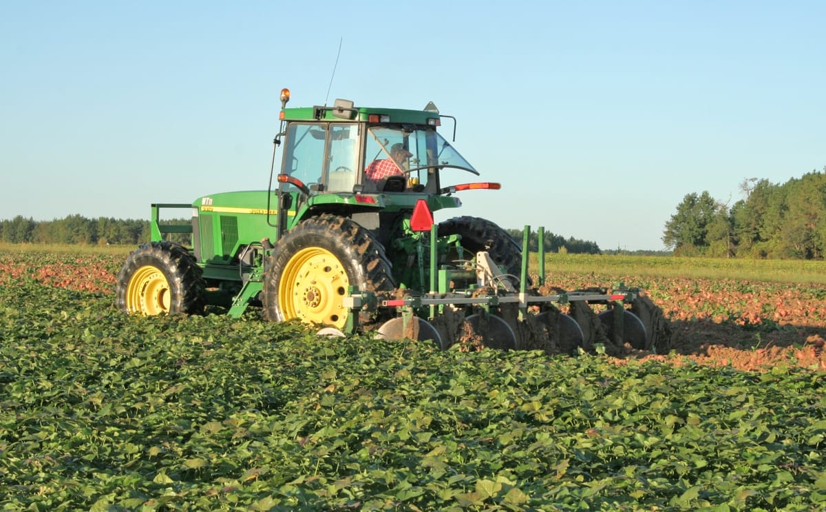 A sweetpotato field in North Carolina where surplus crops are helping drive innovation in sustainable plant-based sweetpotato milk A sweetpotato field in North Carolina where surplus crops are helping drive innovation in sustainable plant-based sweetpotato milk