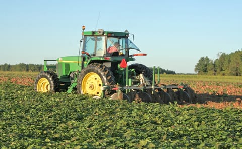 A sweetpotato field in North Carolina where surplus crops are helping drive innovation in sustainable plant-based sweetpotato milk A sweetpotato field in North Carolina where surplus crops are helping drive innovation in sustainable plant-based sweetpotato milk