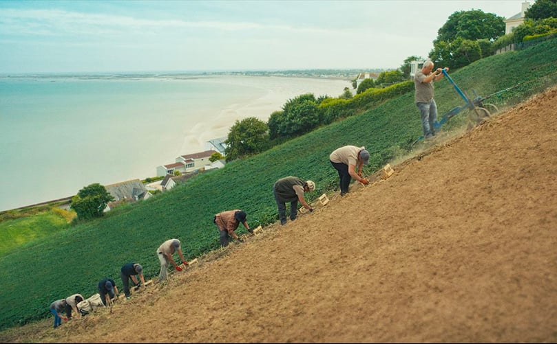Keeping tradition alive — skilled pickers 'surf the plough' across Jersey's steep côtils, harvesting the treasured Jersey Royals with care and expertise. Keeping tradition alive — skilled pickers 'surf the plough' across Jersey's steep côtils, harvesting the treasured Jersey Royals with care and expertise.