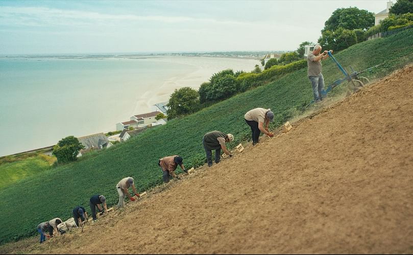 Keeping tradition alive — skilled pickers 'surf the plough' across Jersey's steep côtils, harvesting the treasured Jersey Royals with care and expertise. Keeping tradition alive — skilled pickers 'surf the plough' across Jersey's steep côtils, harvesting the treasured Jersey Royals with care and expertise.