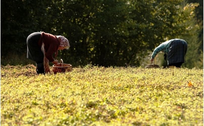 Museum of the Lublin Village, traditional potato harvesting, 2009, (Courtesy: Jakub Orzechowski | Forum)