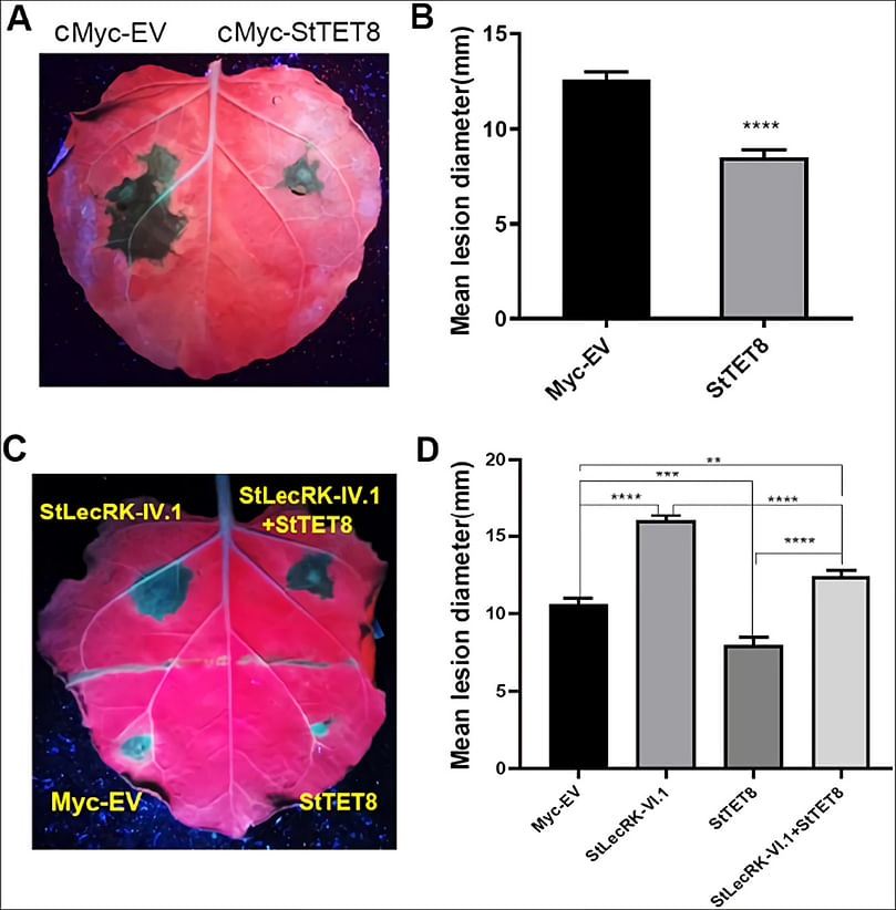 Potato StLecRK-IV.1 negatively regulates late blight resistance by affecting the stability of a positive regulator StTET8