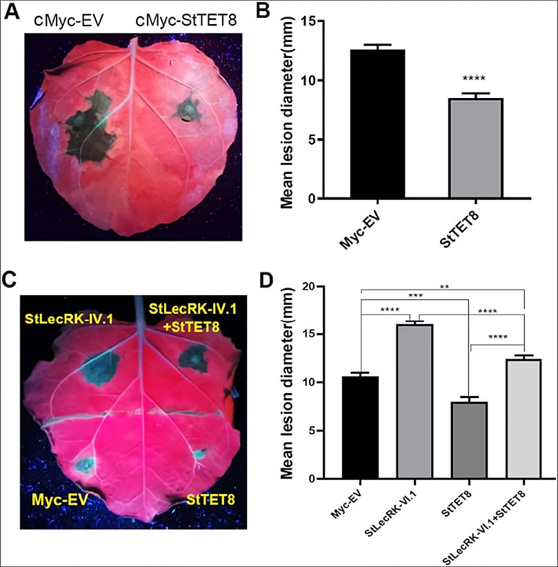 Potato StLecRK-IV.1 negatively regulates late blight resistance by affecting the stability of a positive regulator StTET8