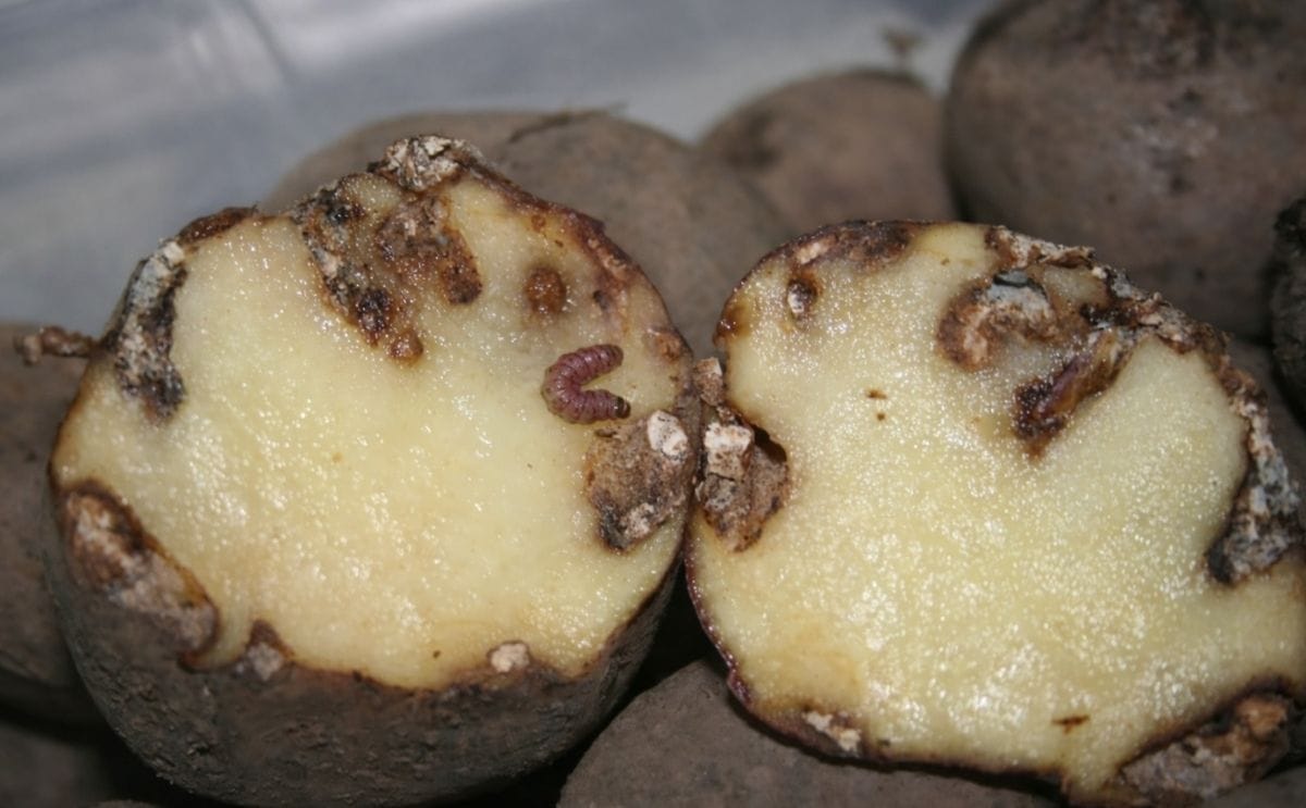 Tres variedades de papa resistentes a la polilla guatemalteca