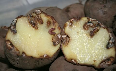 Tres variedades de papa resistentes a la polilla guatemalteca Tres variedades de papa resistentes a la polilla guatemalteca