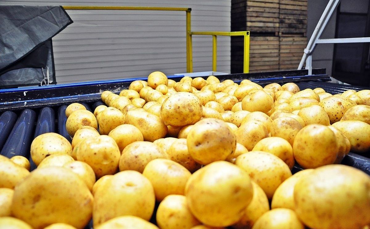 750,000 Tons of Potatoes Face Destruction – Potato Business