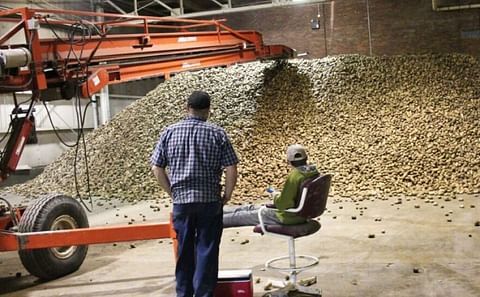 Workers from Butler Farms watch bin piler unload thousands of potatoes into a former military storage facility at Loring Development Center. (Courtesy: Bangor Daily News)
