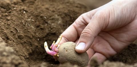 Cultivar papas en tu huerto: Cuándo y cómo sembrar y cosechar