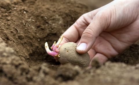 Cultivar papas en tu huerto: Cuándo y cómo sembrar y cosechar Cultivar papas en tu huerto: Cuándo y cómo sembrar y cosechar