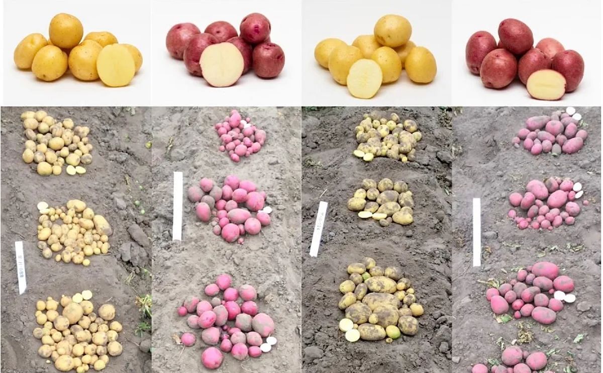 Tuberosum Technologies Registers First Ever True Potato Seed Tps