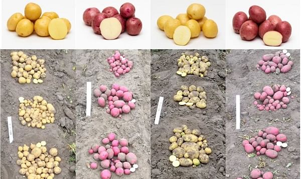 Canada’s agricultural breakthrough: Tuberosum Technologies registers first ever True Potato Seed (TPS) varieties