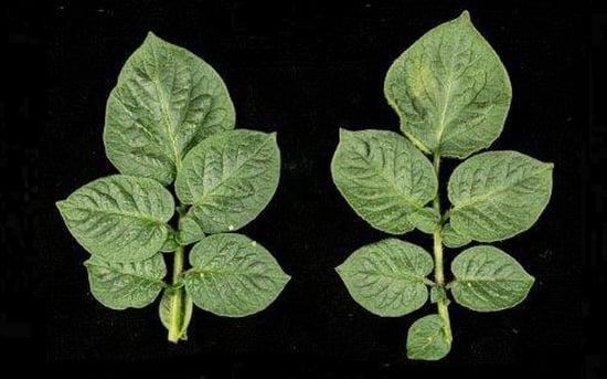 Several candidates were introduced into a model species, of which one (Rpi-amr3) successfully provided broad-spectrum blight resistance.
Rpi-amr3, with Resistance (Courtesy: The Sainsbury Laboratory) Several candidates were introduced into a model species, of which one (Rpi-amr3) successfully provided broad-spectrum blight resistance.
Rpi-amr3, with Resistance (Courtesy: The Sainsbury Laboratory)