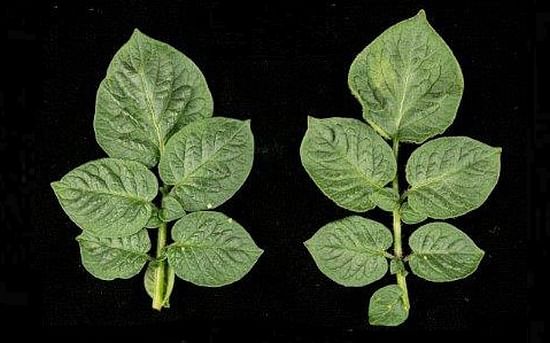 Several candidates were introduced into a model species, of which one (Rpi-amr3) successfully provided broad-spectrum blight resistance.
Rpi-amr3, with Resistance (Courtesy: The Sainsbury Laboratory)