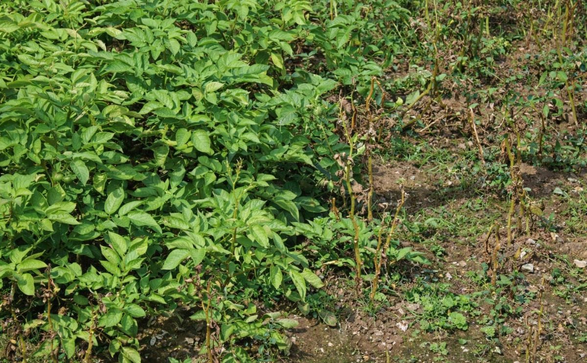 The Sainsbury Laboratory received approval for a four-year trial of genetically modified (GM) potatoes The Sainsbury Laboratory received approval for a four-year trial of genetically modified (GM) potatoes