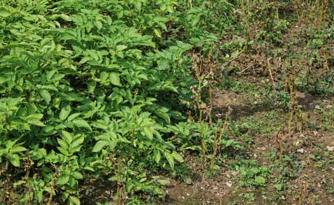The field trials are part of TSL’s Potato Partnership Project to develop a Maris Piper potato that is blight and nematode resistant, bruises less and produces less acrylamide when cooked at high temperatures. The field trials are part of TSL’s Potato Partnership Project to develop a Maris Piper potato that is blight and nematode resistant, bruises less and produces less acrylamide when cooked at high temperatures.
